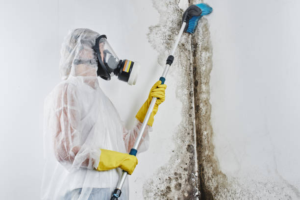 Best Kitchen Mold Remediation in Oceanside, CA