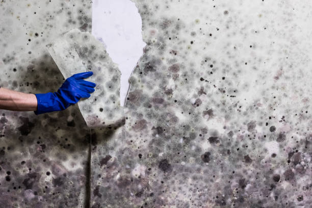 Best Insurance-Related Mold Remediation in Oceanside, CA